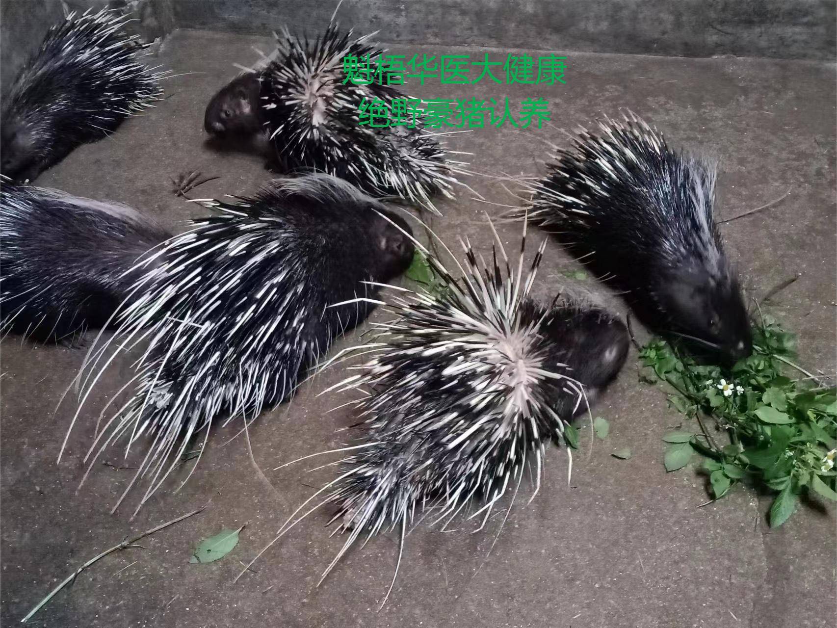最新豪猪回收商家方法分析(最方便真实的嘉兴豪猪卖去什么地方方法)